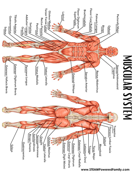 Muscular System Lesson Pack