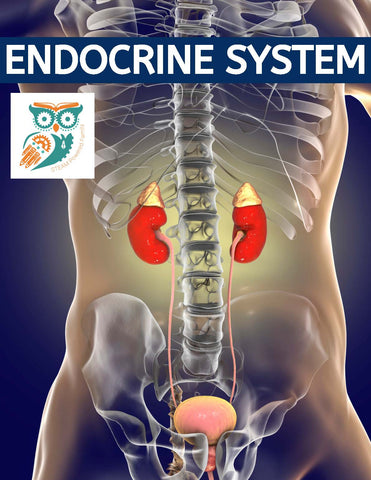 Endocrine System Lesson Pack