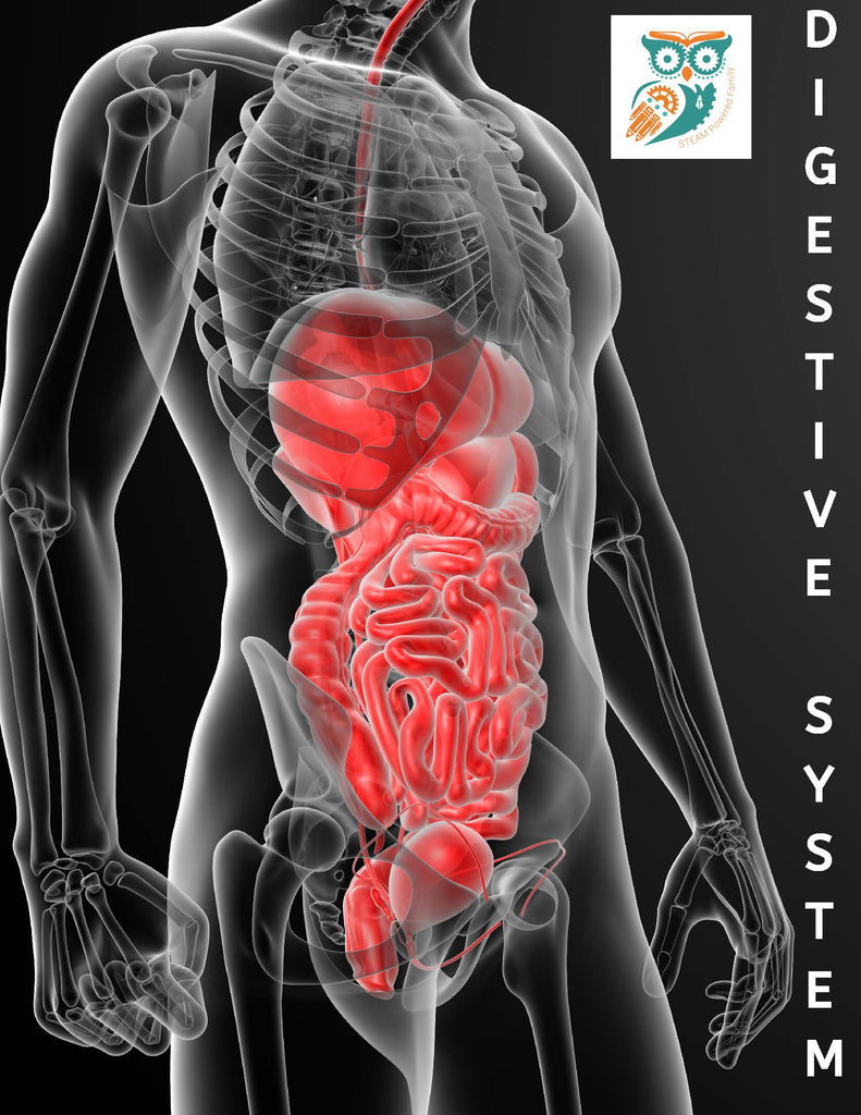 Digestive System Lesson Pack