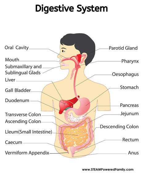 Digestive System Lesson Pack