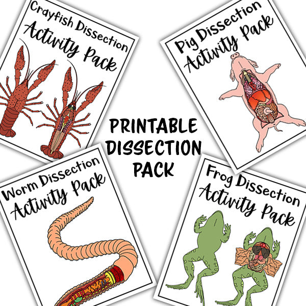 Virtual Dissections - Frog, Pig, Earth Worm and Crayfish Printable Activities