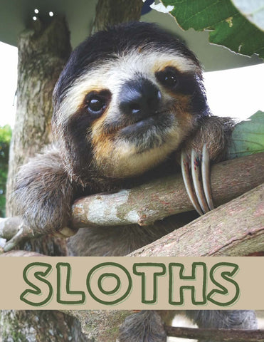 Sloths Mini Lesson and Activity Pack
