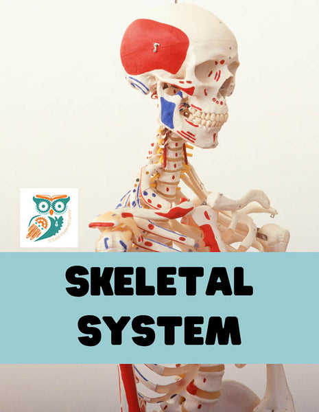 Skeletal System Lesson Pack