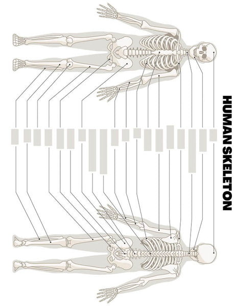 Skeletal System Lesson Pack