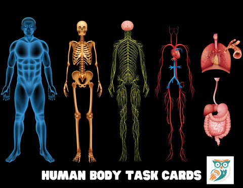 Human Body Systems Task Cards