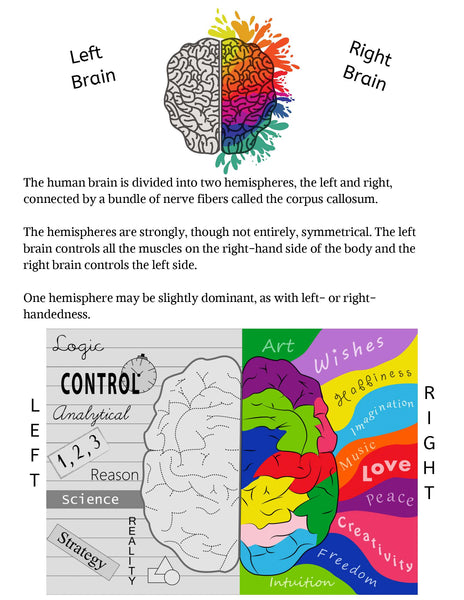 The Human Brain Lesson Pack