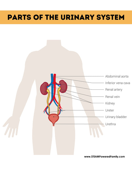 Urinary System Lesson Pack