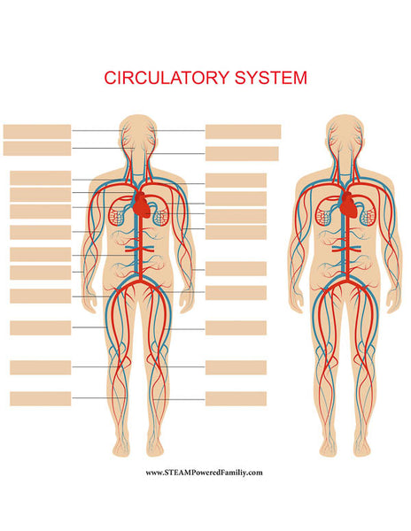 Circulatory System Lesson Pack