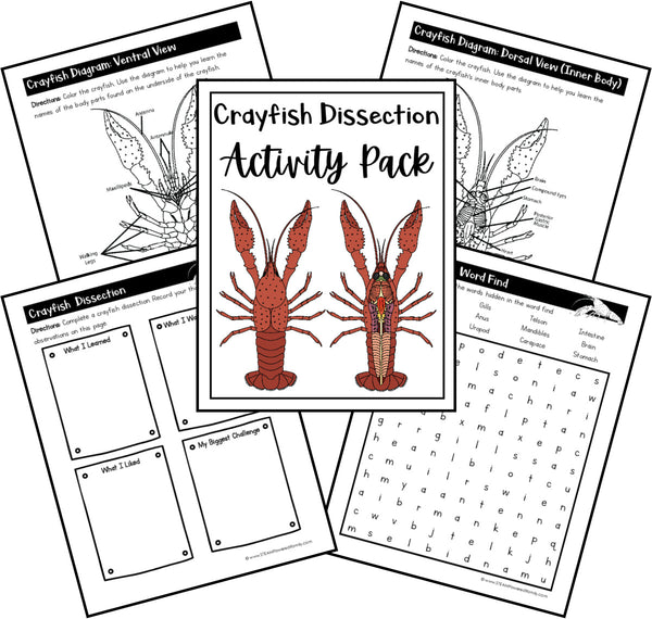 Virtual Dissections - Frog, Pig, Earth Worm and Crayfish Printable Activities