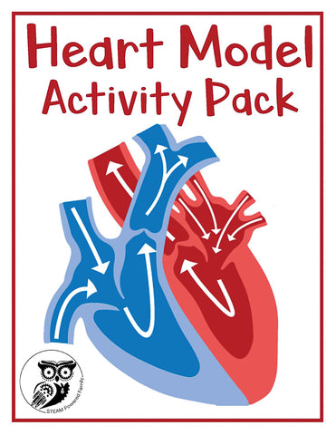 Heart Model Activity and Worksheets