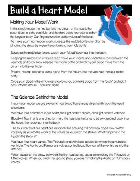 Heart Model Activity and Worksheets