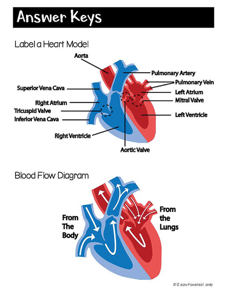 Heart Model Activity and Worksheets