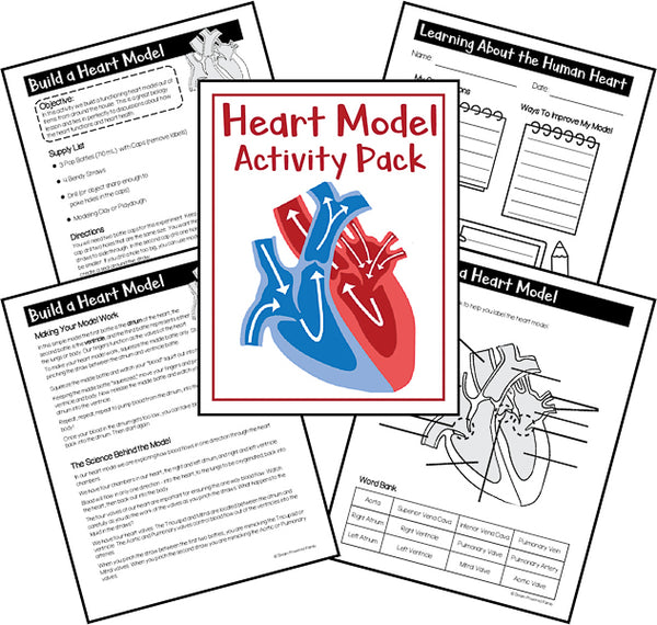 Heart Model Activity and Worksheets